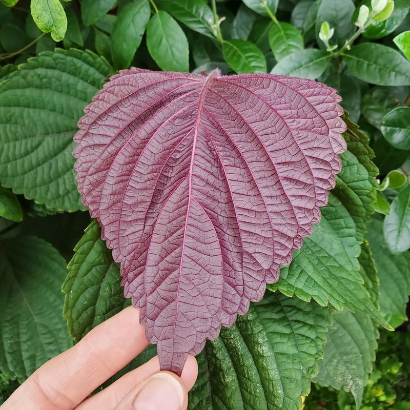 Shiso (Perilla)