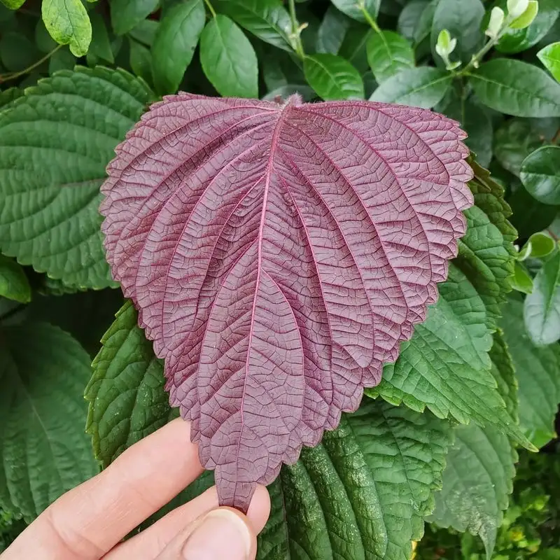 Shiso (Perilla)