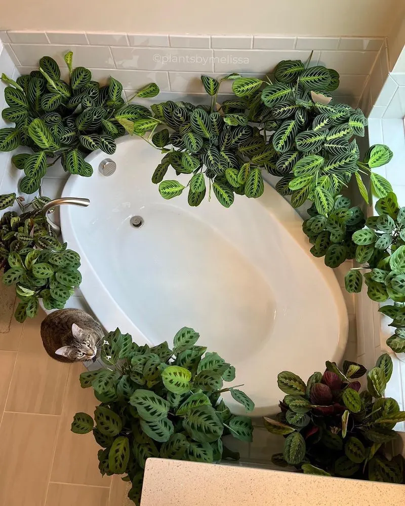 Shower Shelf