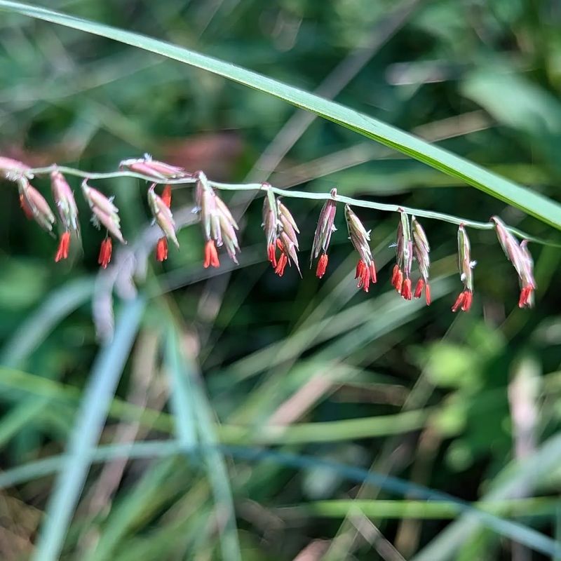 Sideoats Grama