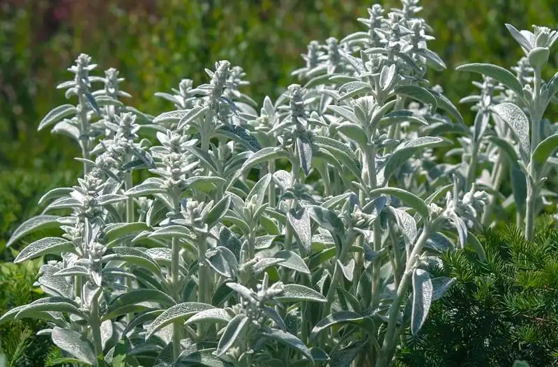 Silver Sage (Salvia argentea)
