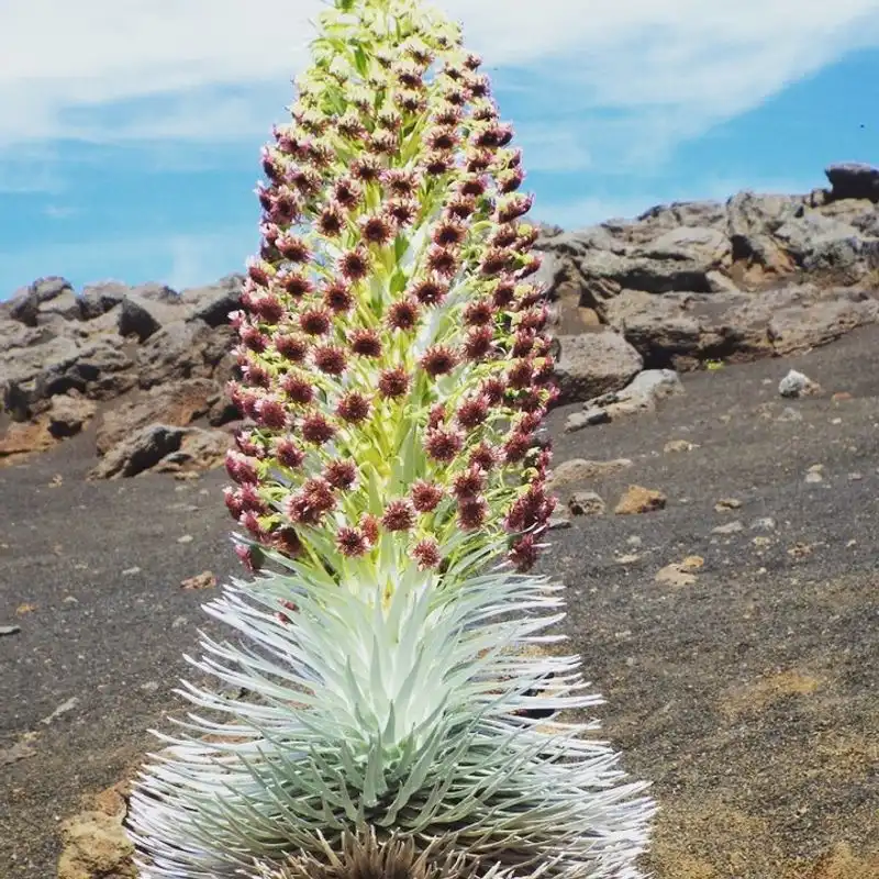 Silversword