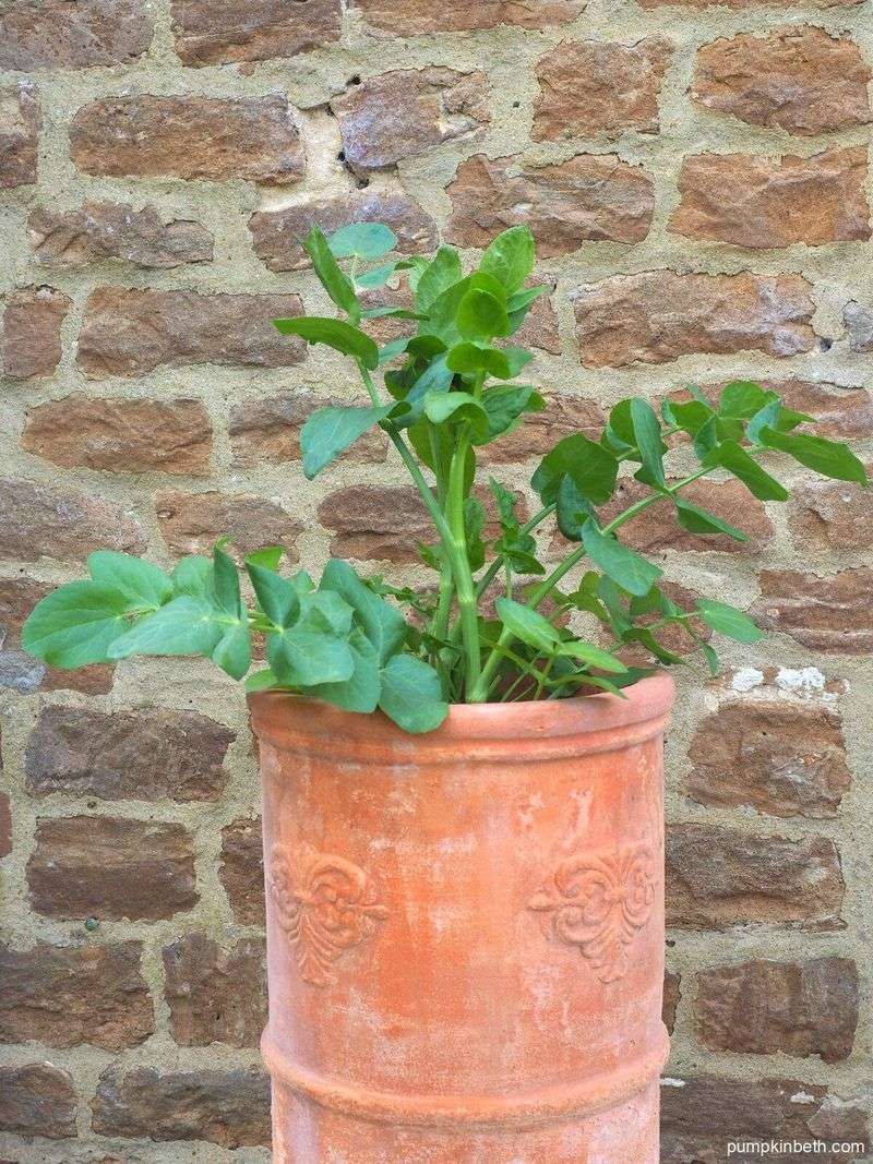 Skirret