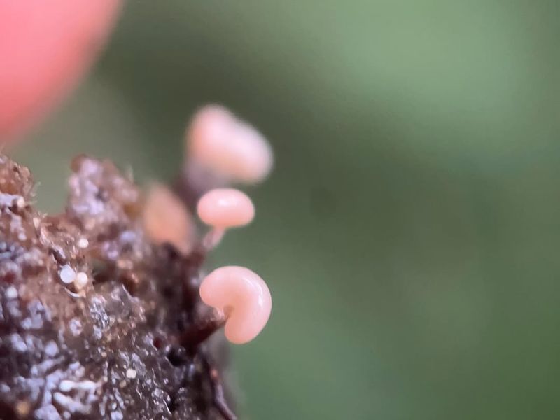 Slime Mold