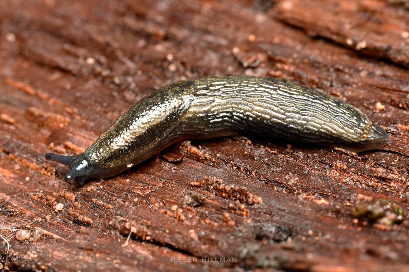 Slugs