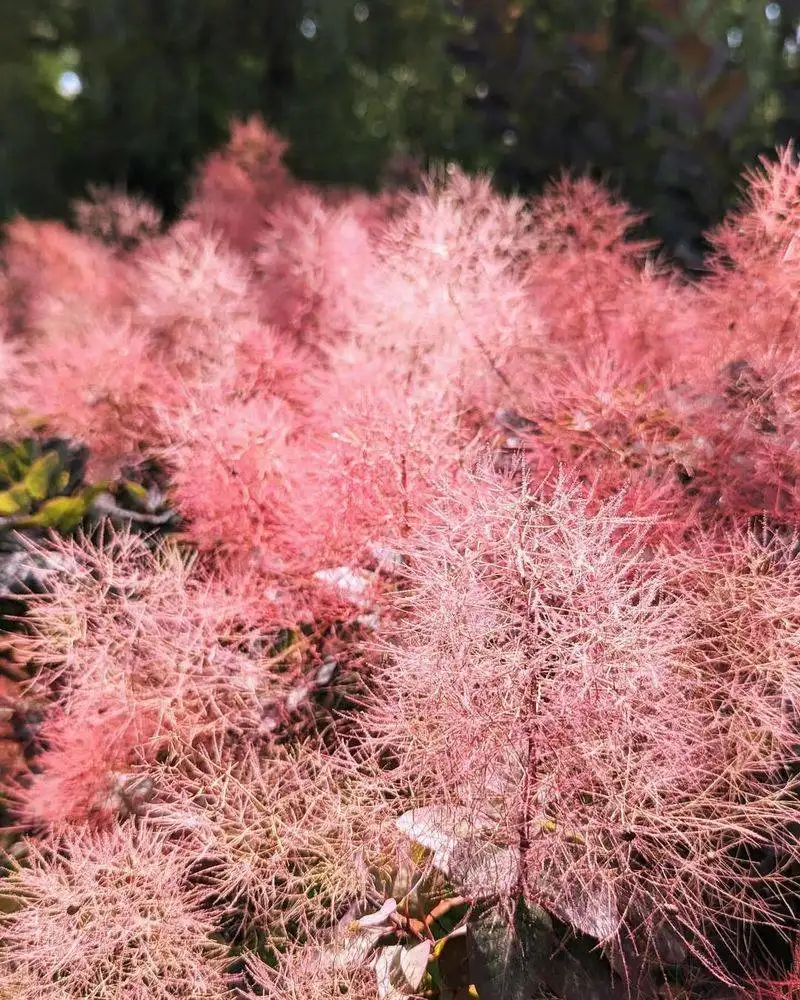 Smoke Bush