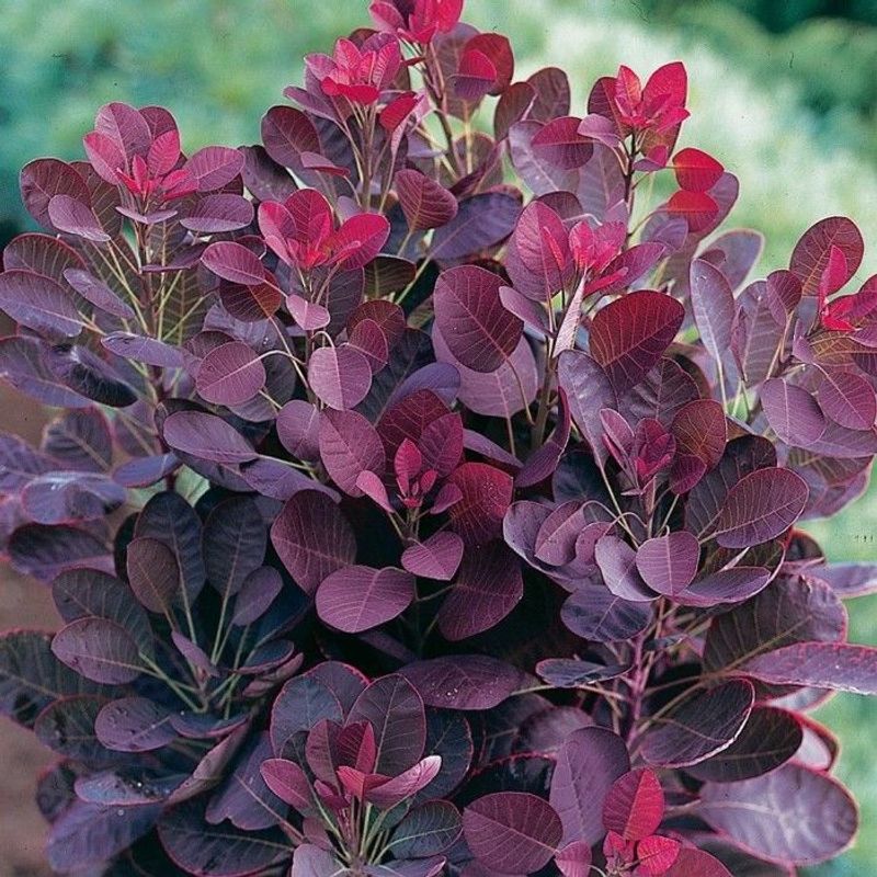Smoke Bush (Cotinus coggygria)