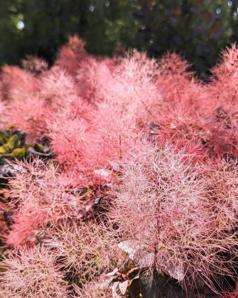 Smoke Bush