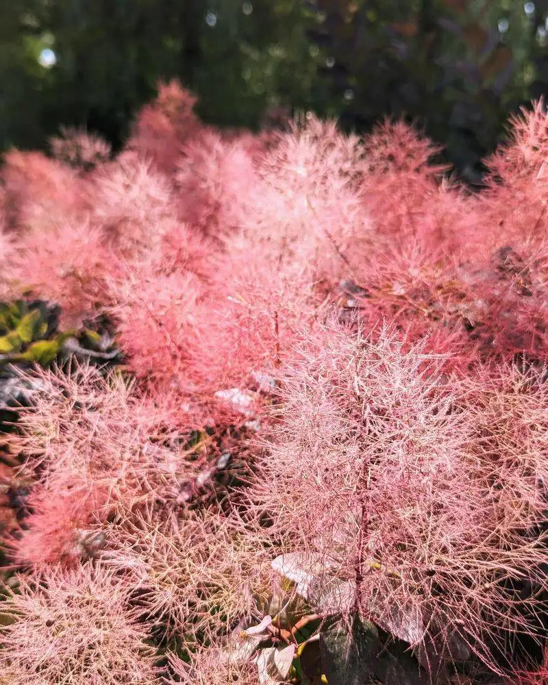 Smoke Bush