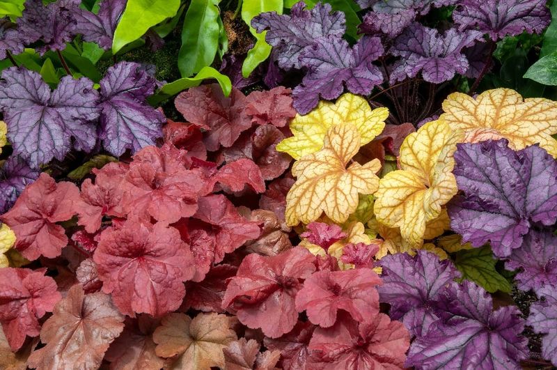 Heuchera (Heuchera spp.)