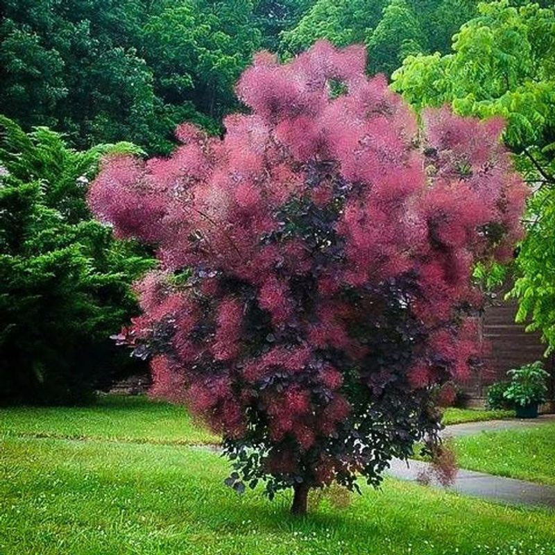 Smoke Tree