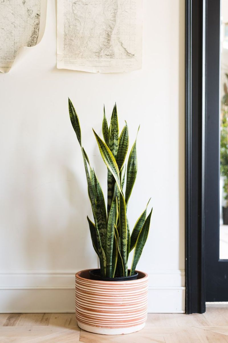 Snake Plant