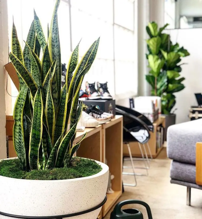 Snake Plant