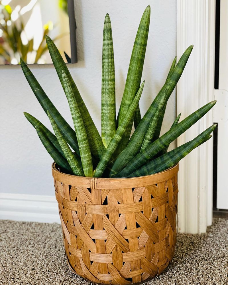 Snake Plant