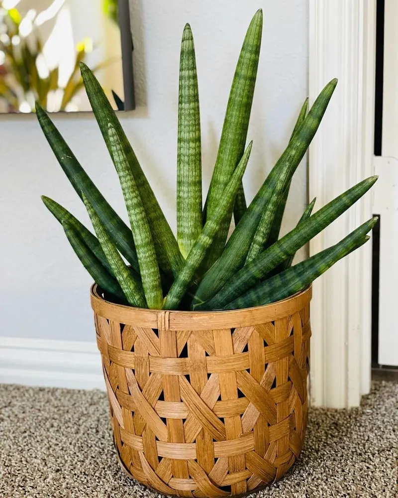 Snake Plant