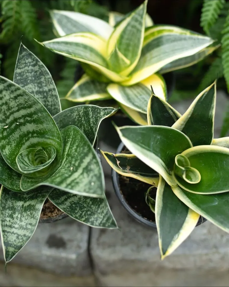 Snake Plant