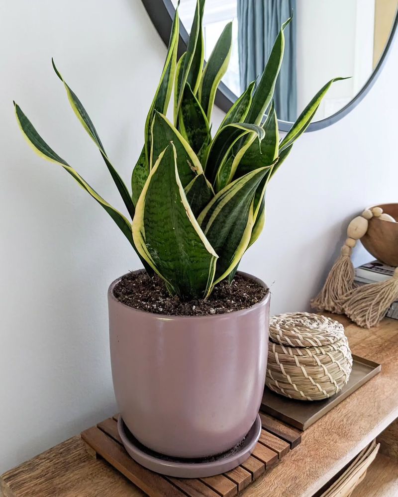 Snake Plant