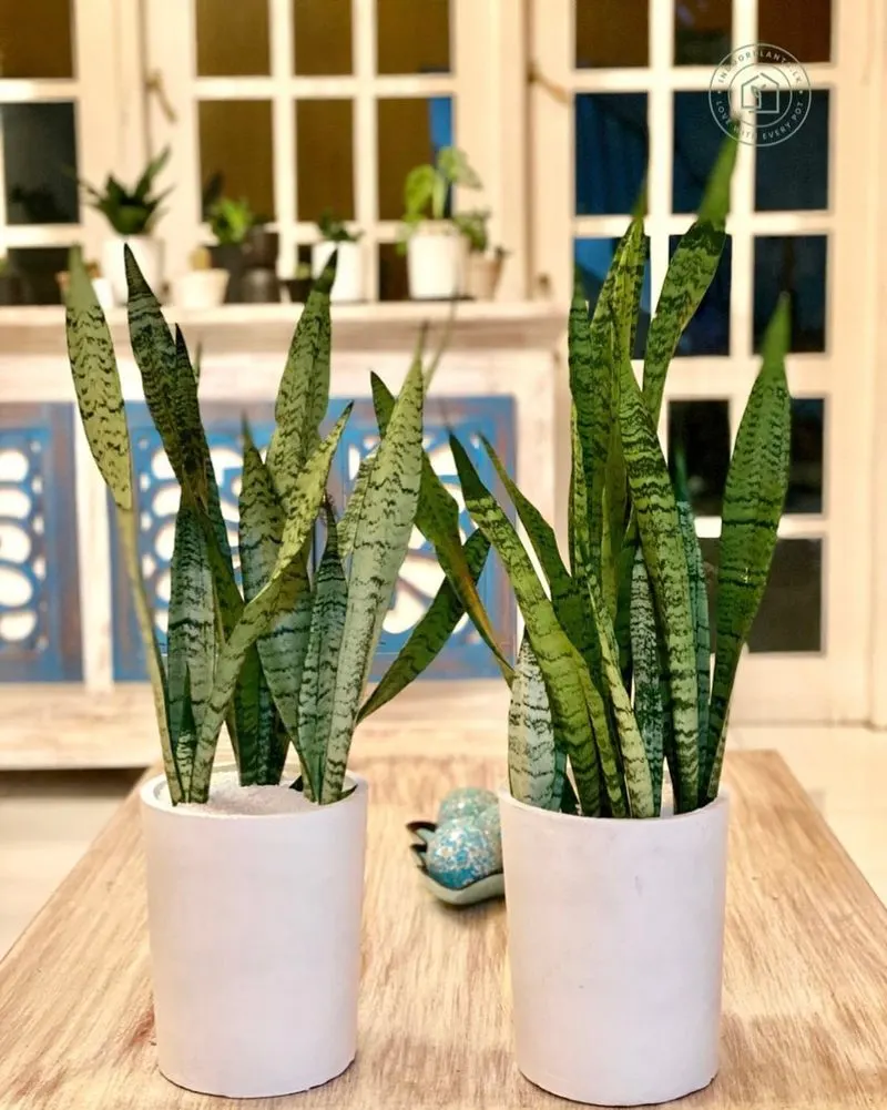 Snake Plant