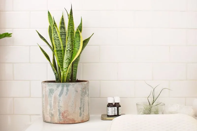 Snake Plant