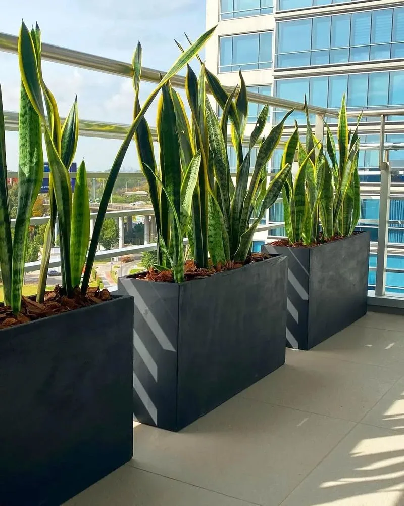 Snake Plant