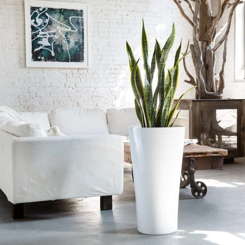 Snake Plant