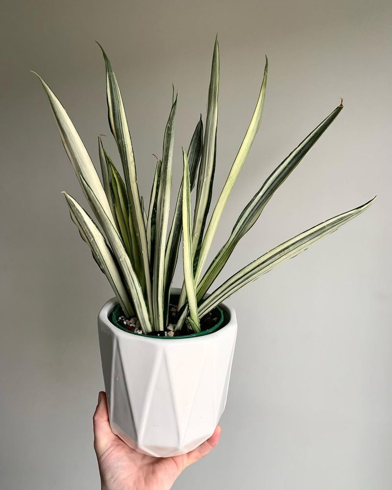 Snake Plant