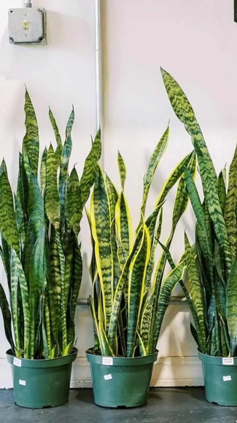Snake Plant