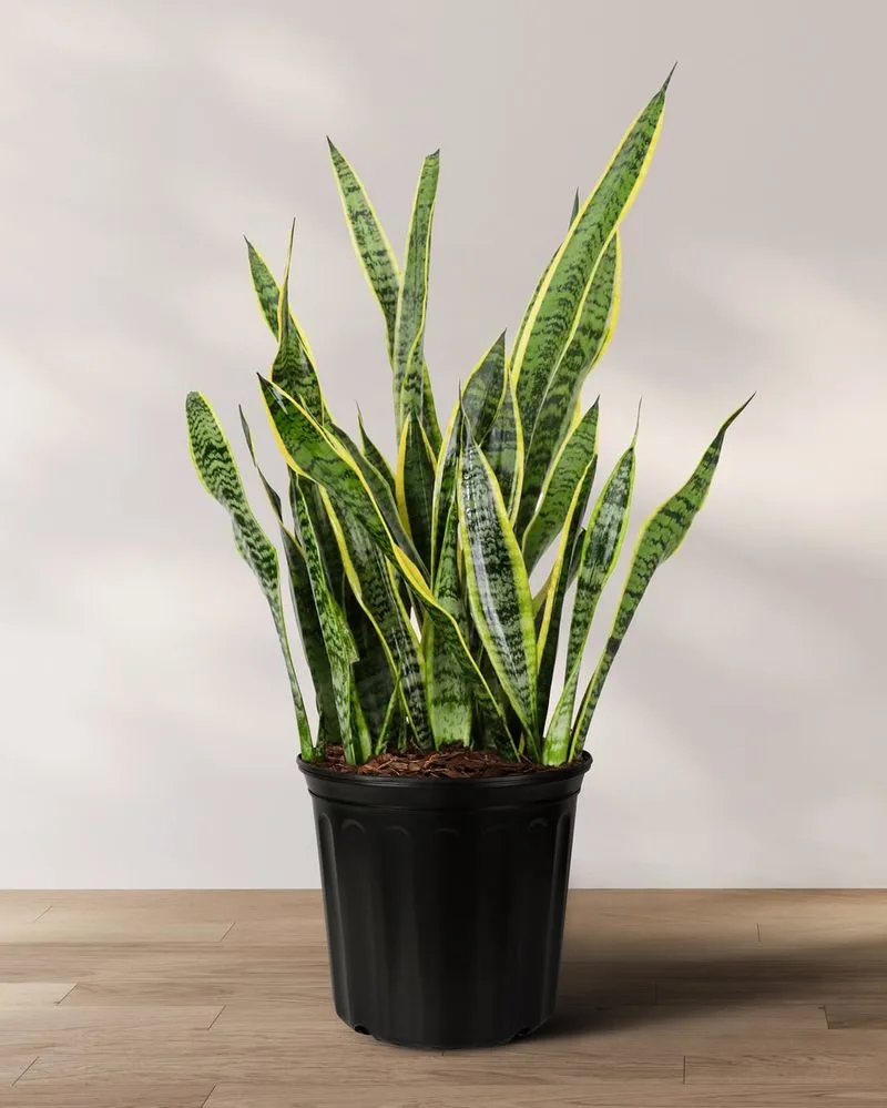 Snake Plant