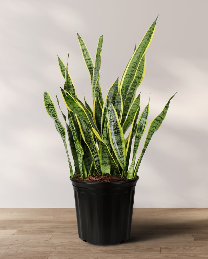 Snake Plant