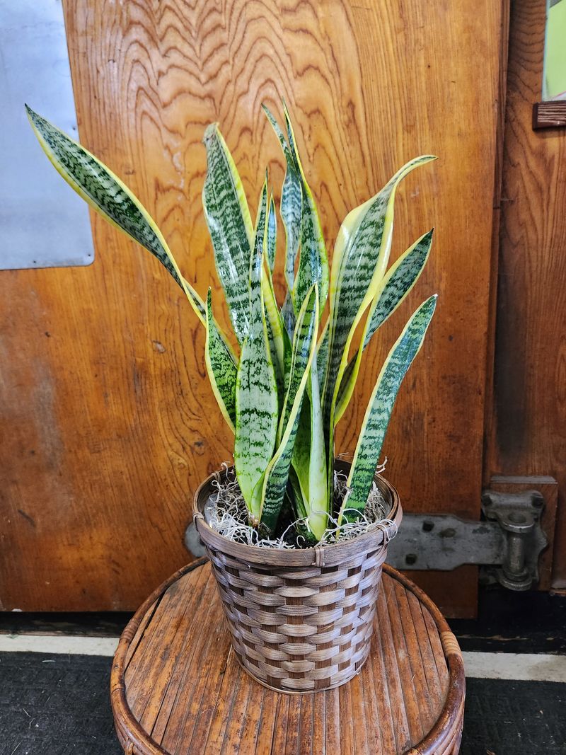 Snake Plant