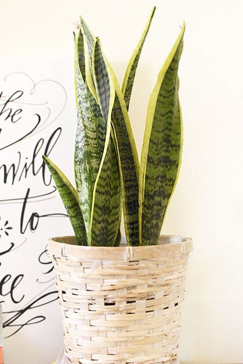 Snake Plant