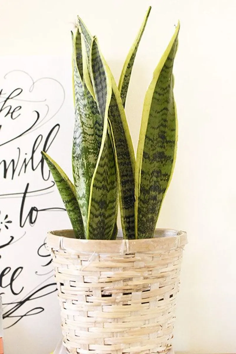 Snake Plant