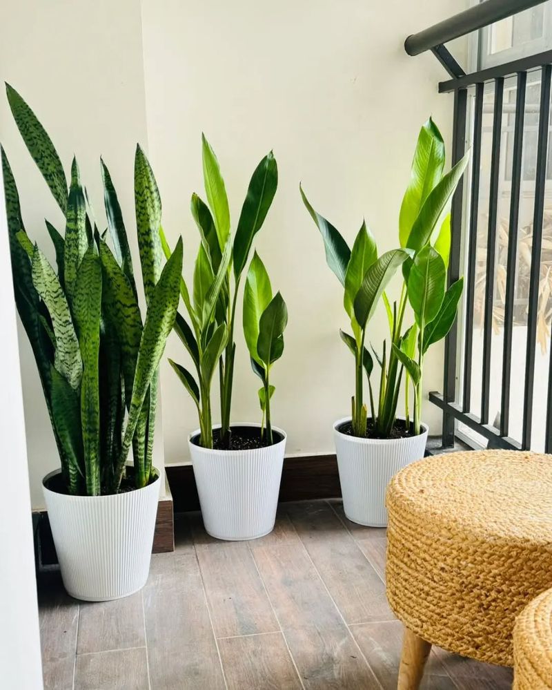 Snake Plant