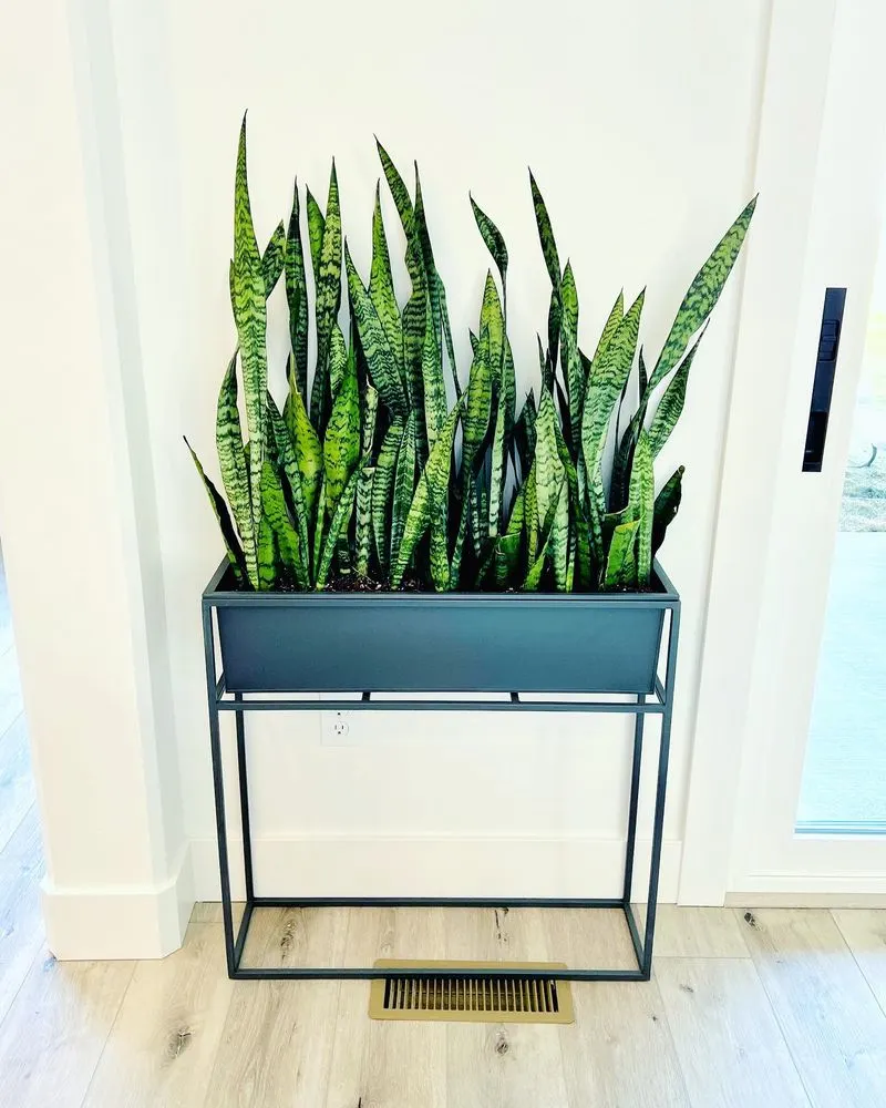 Snake Plant