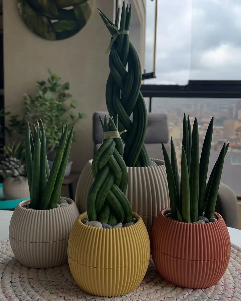 Snake Plant