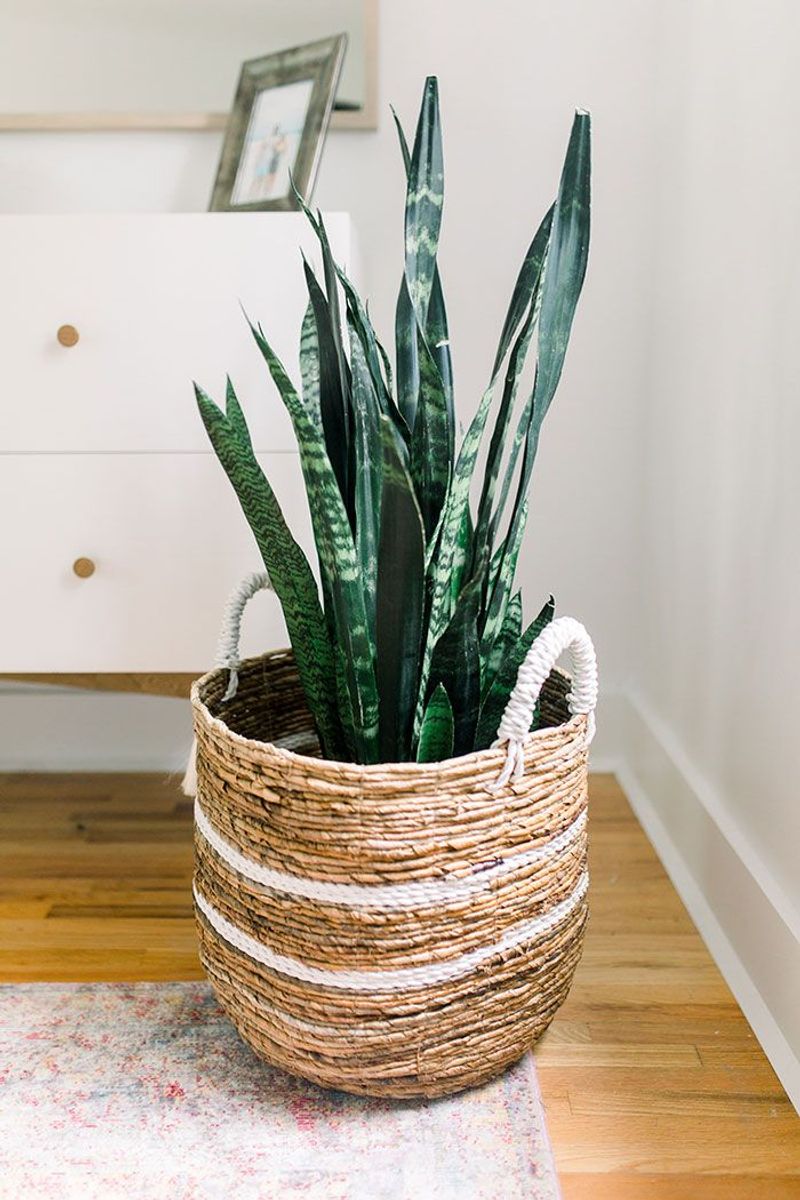 Snake Plant