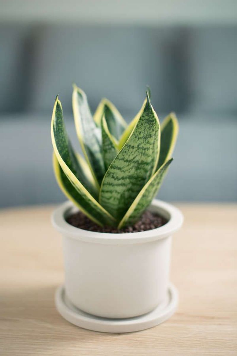 Snake Plant