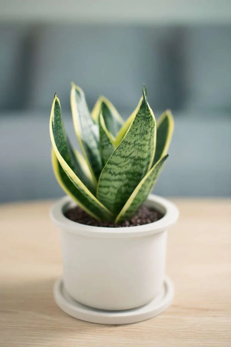 Snake Plant