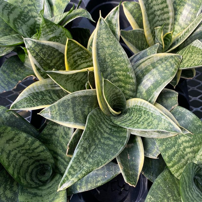Snake Plant (Sansevieria trifasciata)