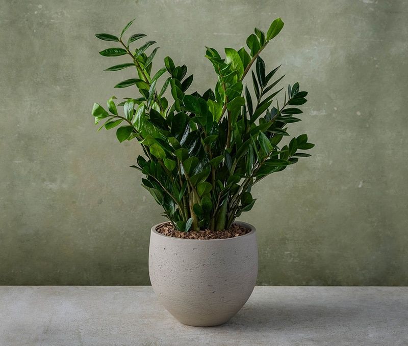 ZZ Plant