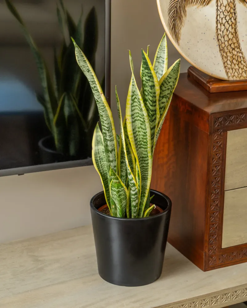 Snake Plant