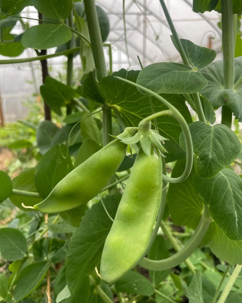 Snap Peas