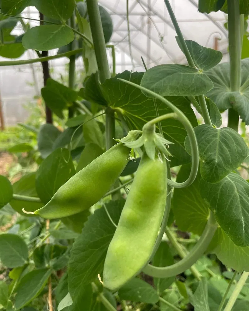 Snap Peas