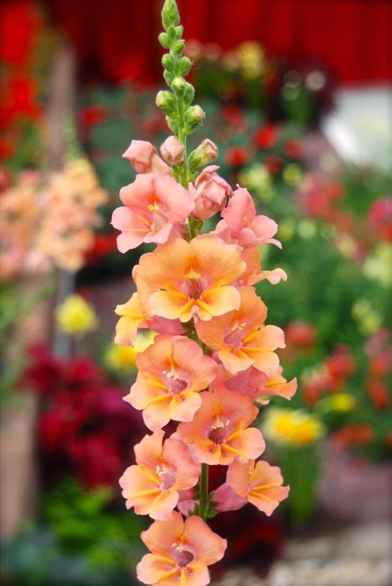 Snapdragon