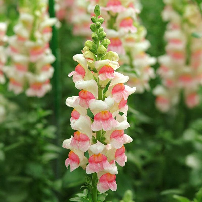 Snapdragon