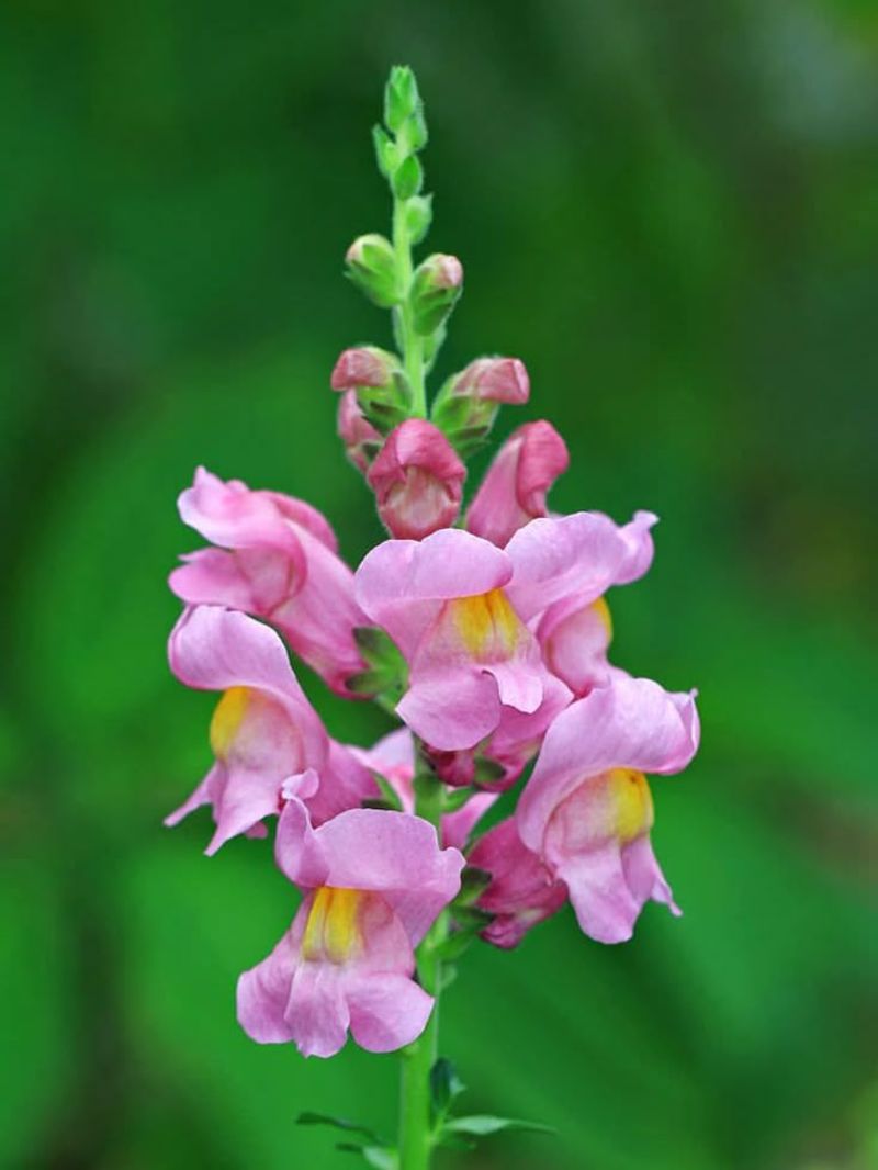 Snapdragon