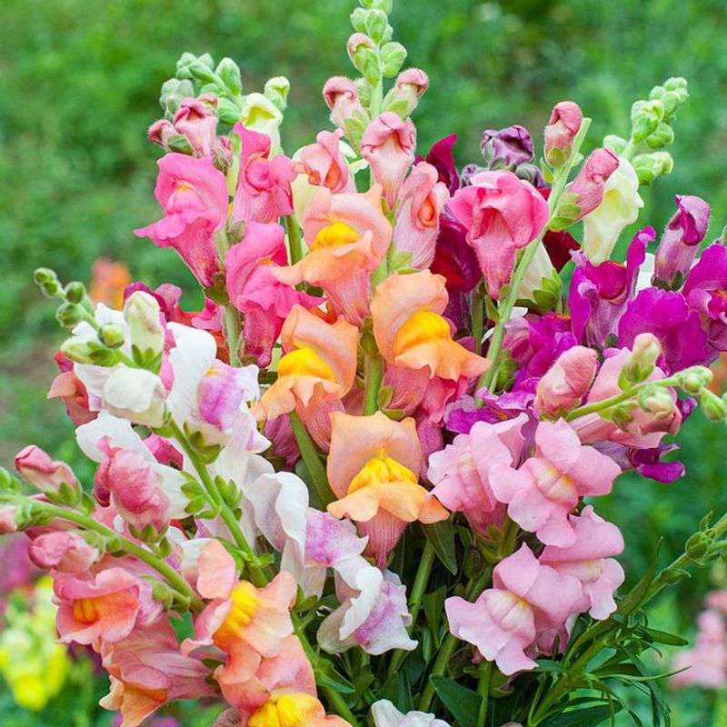 Snapdragon