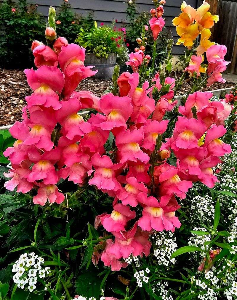 Snapdragon