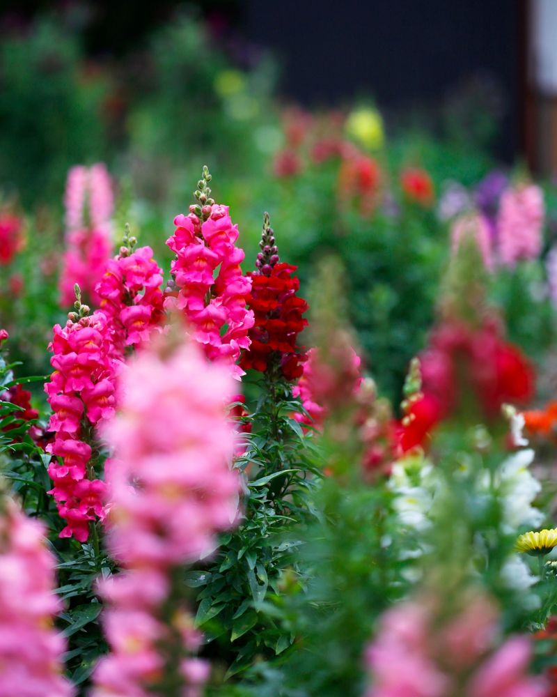 Snapdragon (Antirrhinum)