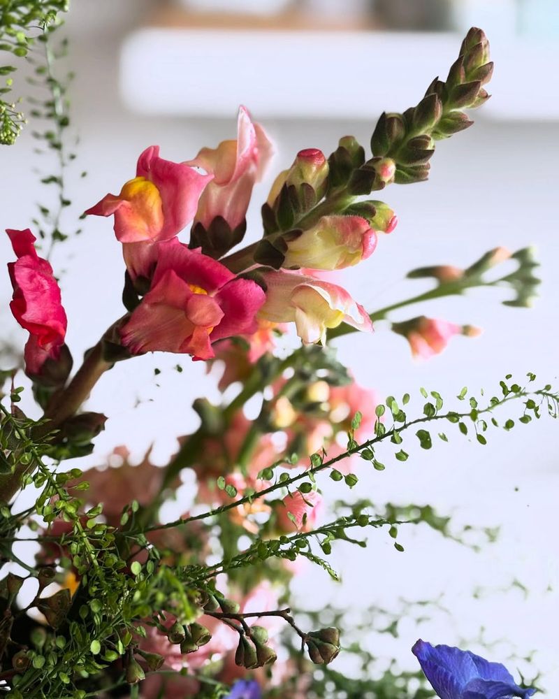Snapdragon Splendor